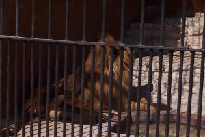 Sortie des classes préparatoires au zoo